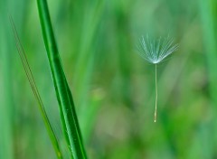 Fonds d'cran Nature Le printemps est dans le pr