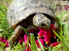 Fonds d'cran Animaux Caroline mange des ptales de roses