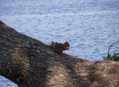 Fonds d'cran Animaux Image sans titre N279370