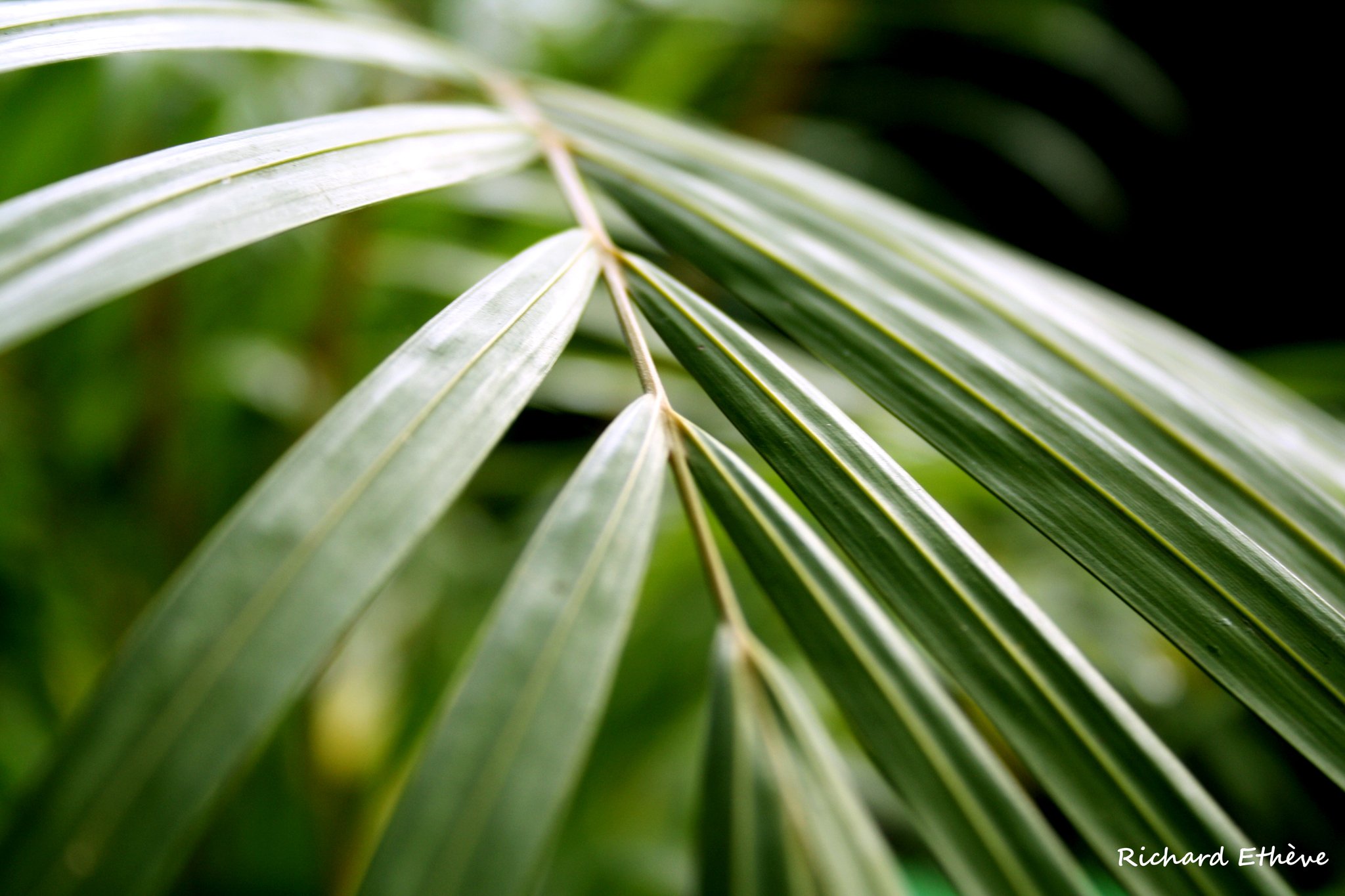 Wallpapers Nature Leaves - Foliage Palmier Multipliant (Réunion)