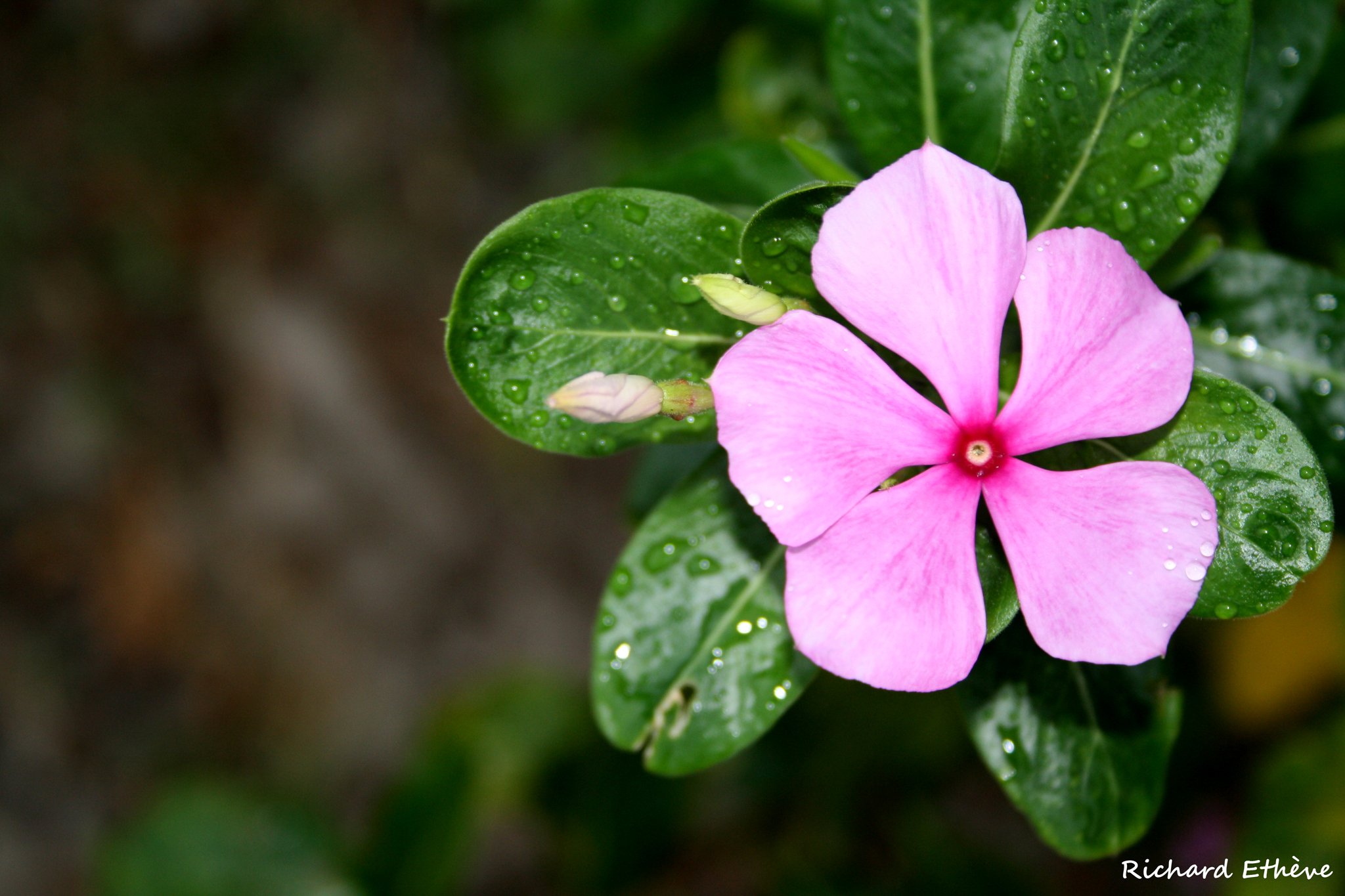 Fonds d'cran Nature Fleurs Fleur (Runion)