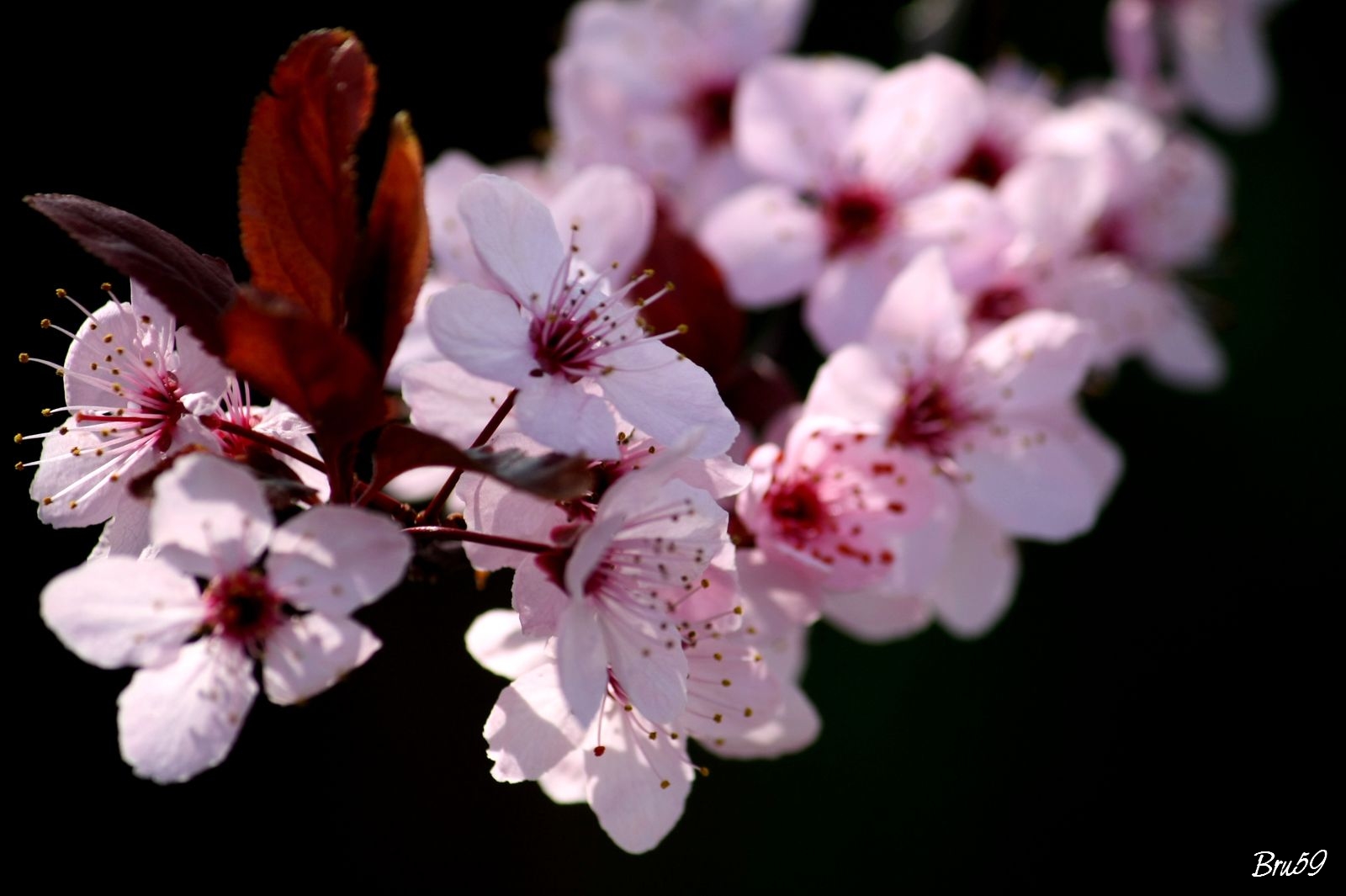 Wallpapers Nature Flowers Fleur