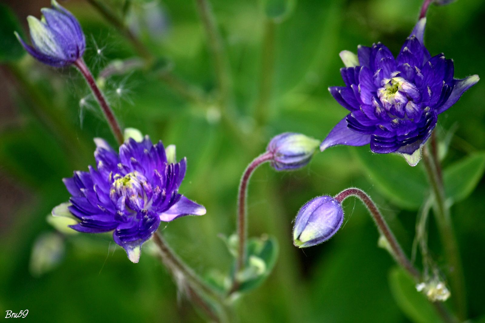 Wallpapers Nature Flowers Fleur