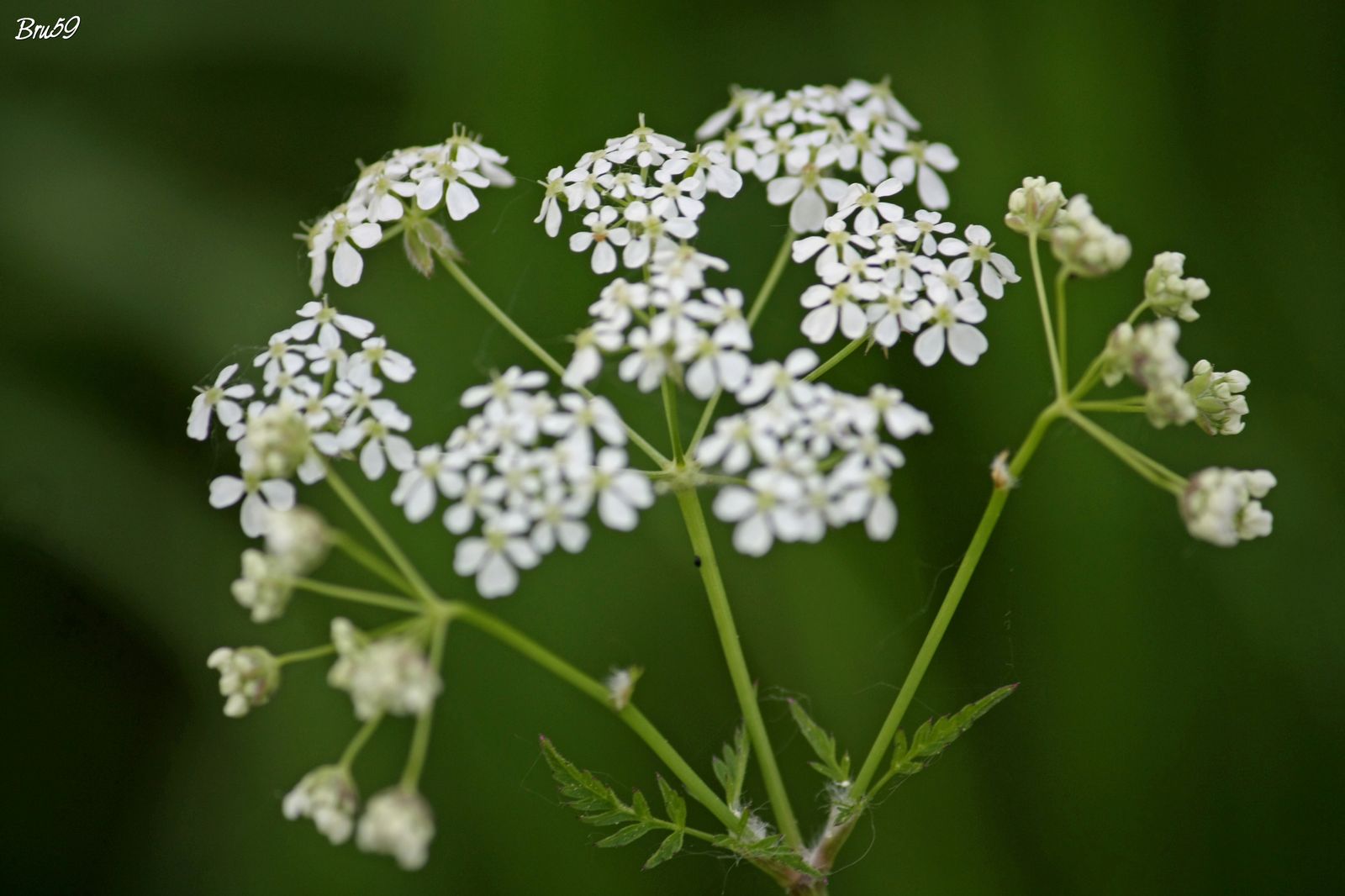 Fonds d'cran Nature Fleurs Fleur