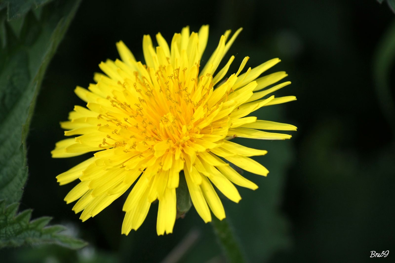 Fonds d'cran Nature Fleurs Fleur