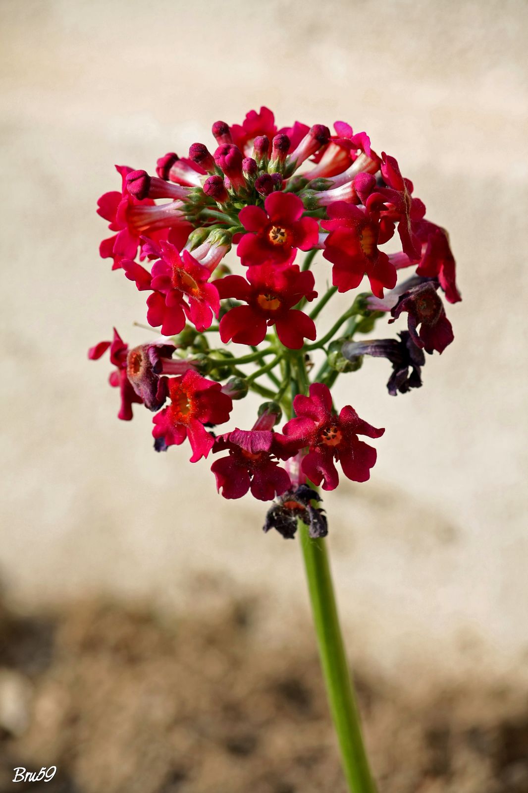 Fonds d'cran Nature Fleurs Fleur