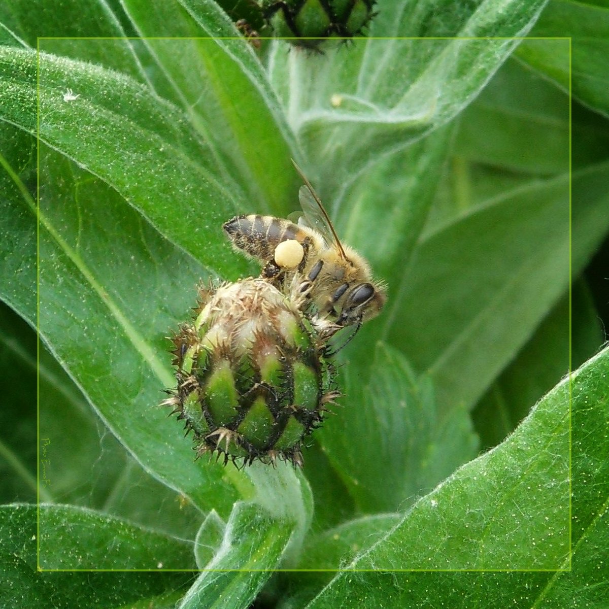 Fonds d'cran Animaux Insectes - Abeilles Gupes ... Bientt du bon miel