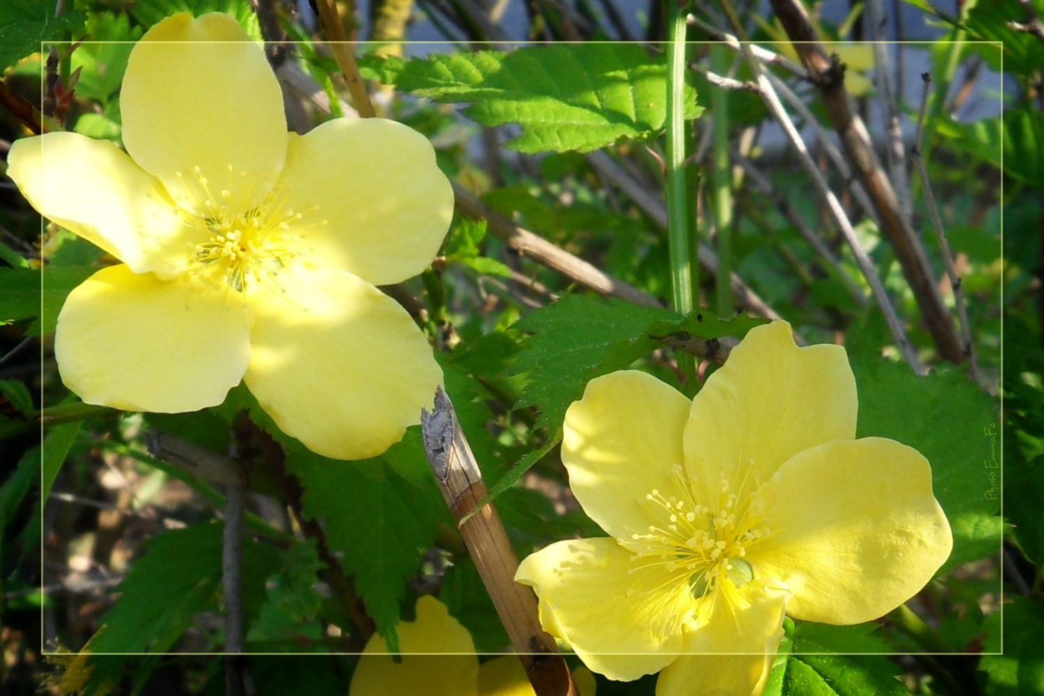 Wallpapers Nature Flowers 