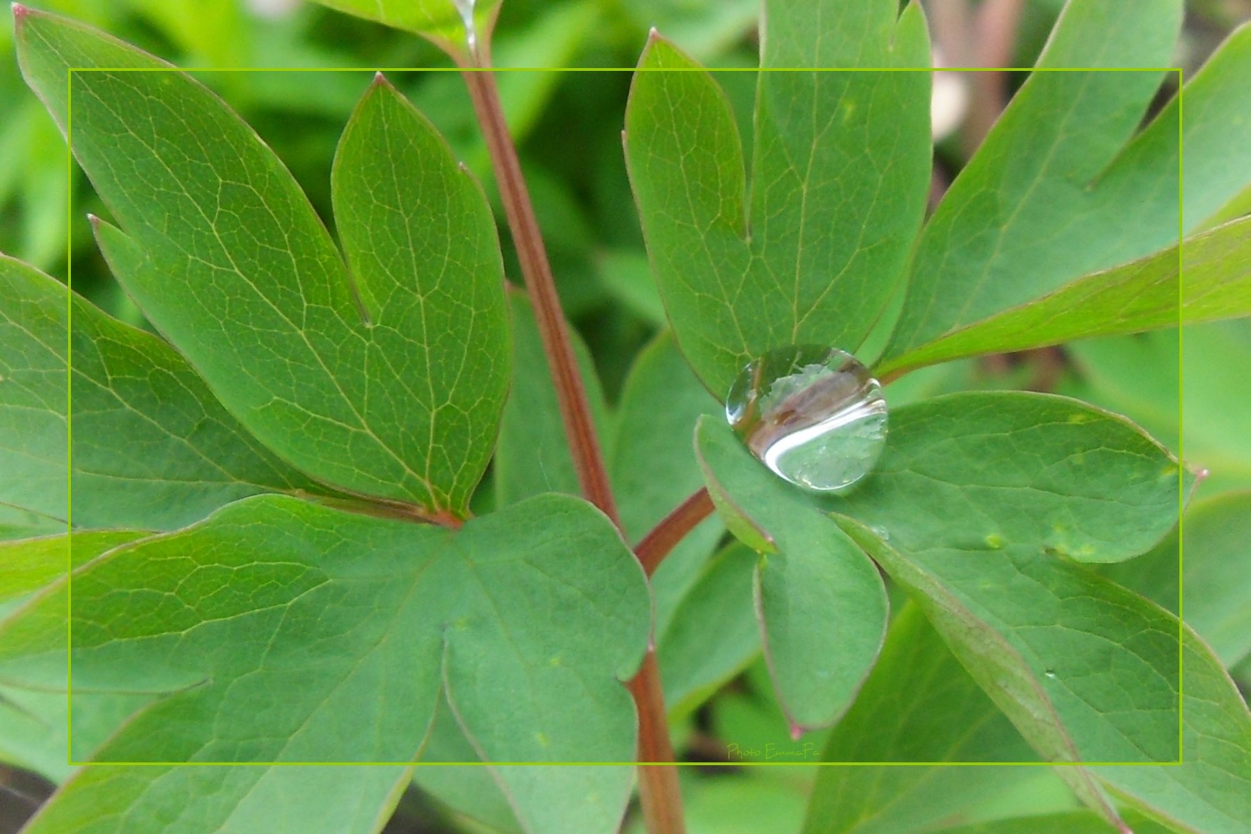 Wallpapers Nature Water - Drops 