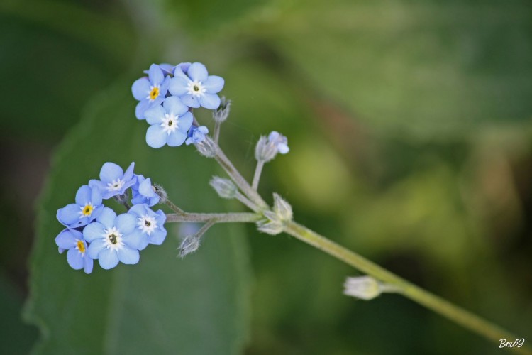 Fonds d'cran Nature Fleurs Fleur