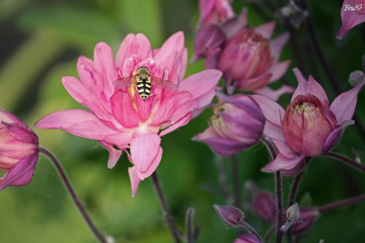 Wallpapers Nature Flowers Fleur