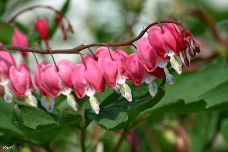 Fonds d'cran Nature Fleurs Fleur