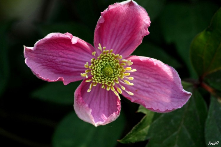 Fonds d'cran Nature Fleurs Fleur