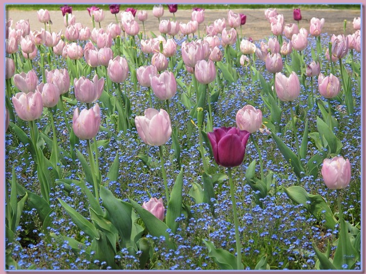 Fonds d'cran Nature Fleurs Tulipes 24411 2