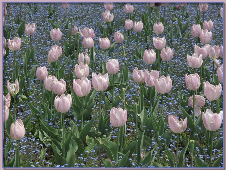 Fonds d'cran Nature Fleurs Tulipes 24411b