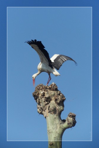 Wallpapers Animals Birds - Storks Wallpaper N279412