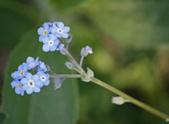 Fonds d'cran Nature Fleur