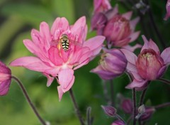 Fonds d'cran Nature Fleur