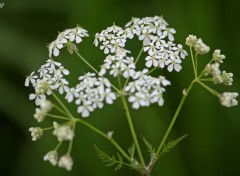 Fonds d'cran Nature Fleur