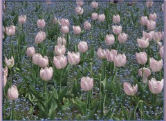 Fonds d'cran Nature Tulipes 24411b