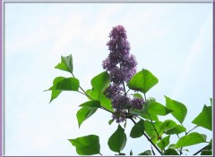 Fonds d'cran Nature Lilas 24411