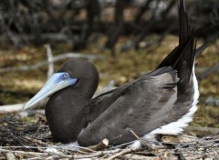 Fonds d'cran Animaux Un fou en couvaison