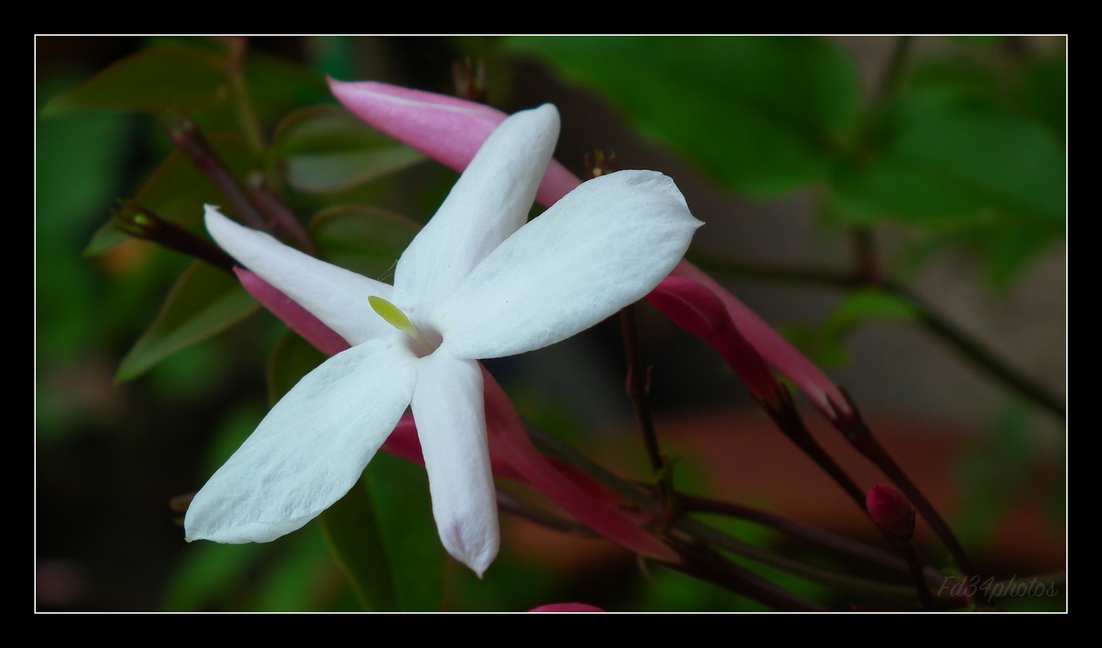 Fonds d'cran Nature Fleurs 