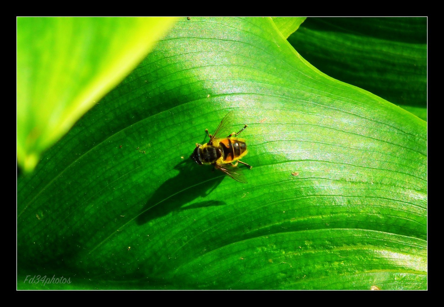 Fonds d'cran Animaux Insectes - Abeilles Gupes ... 