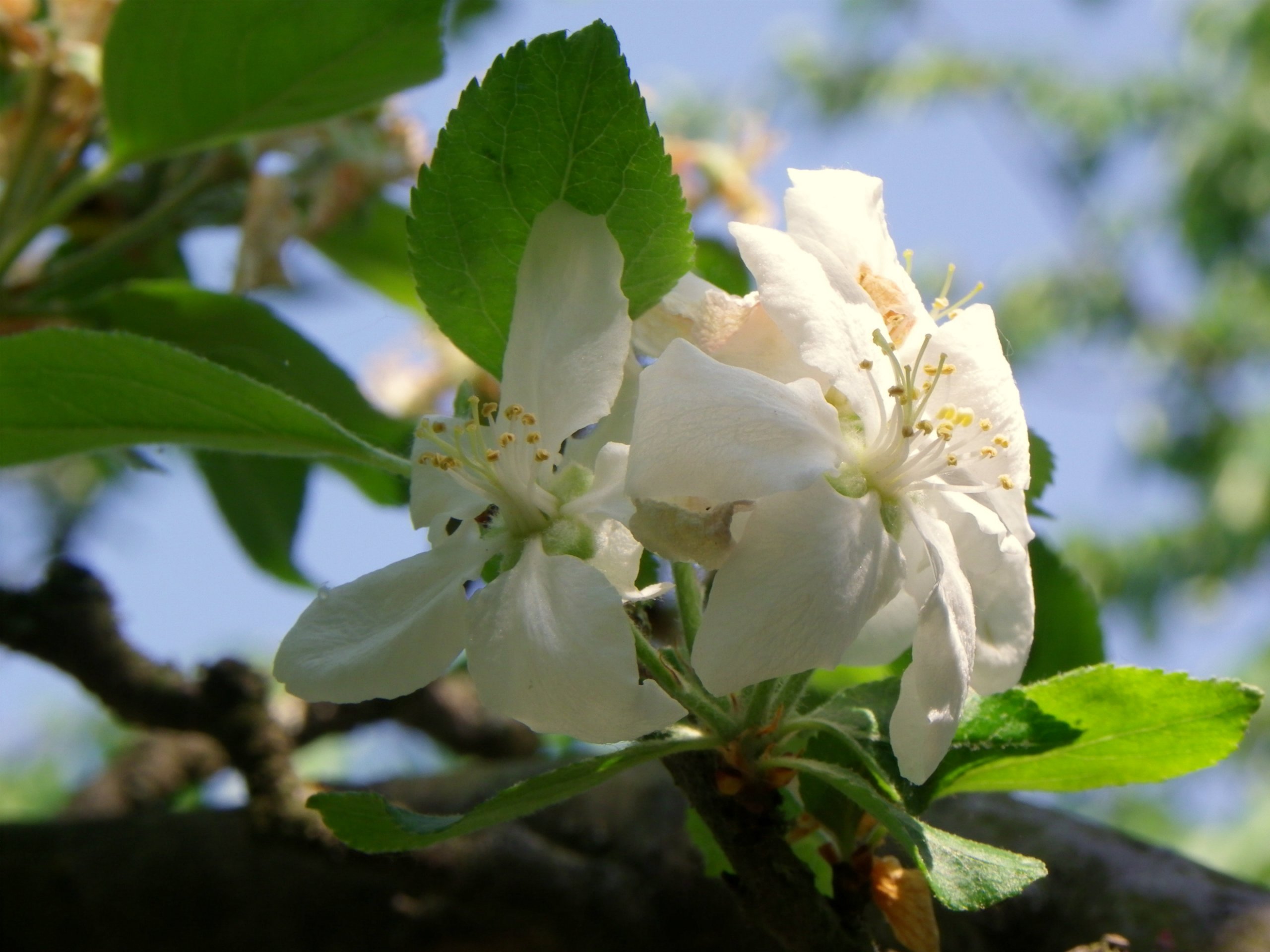 Wallpapers Nature Flowers Pim'Pam'Pomme