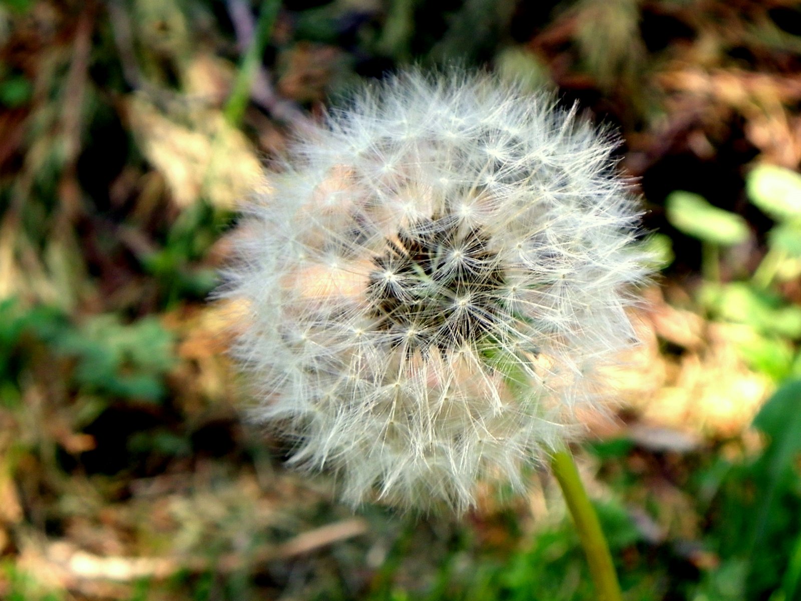 Wallpapers Nature Flowers Une idée?