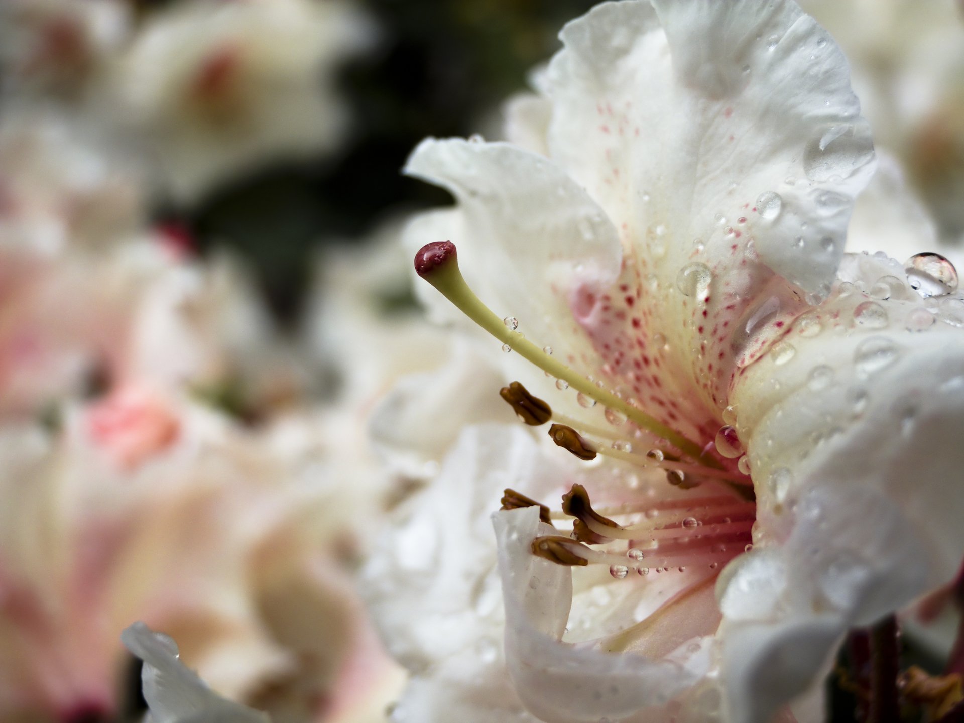 Fonds d'cran Nature Fleurs 