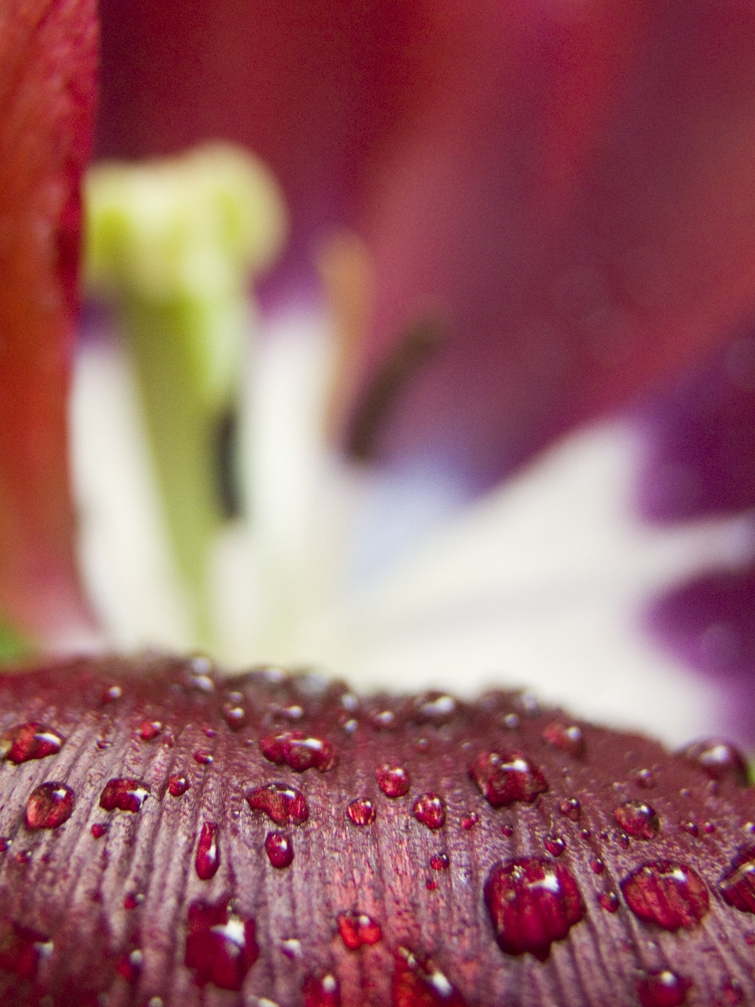 Fonds d'cran Nature Fleurs 