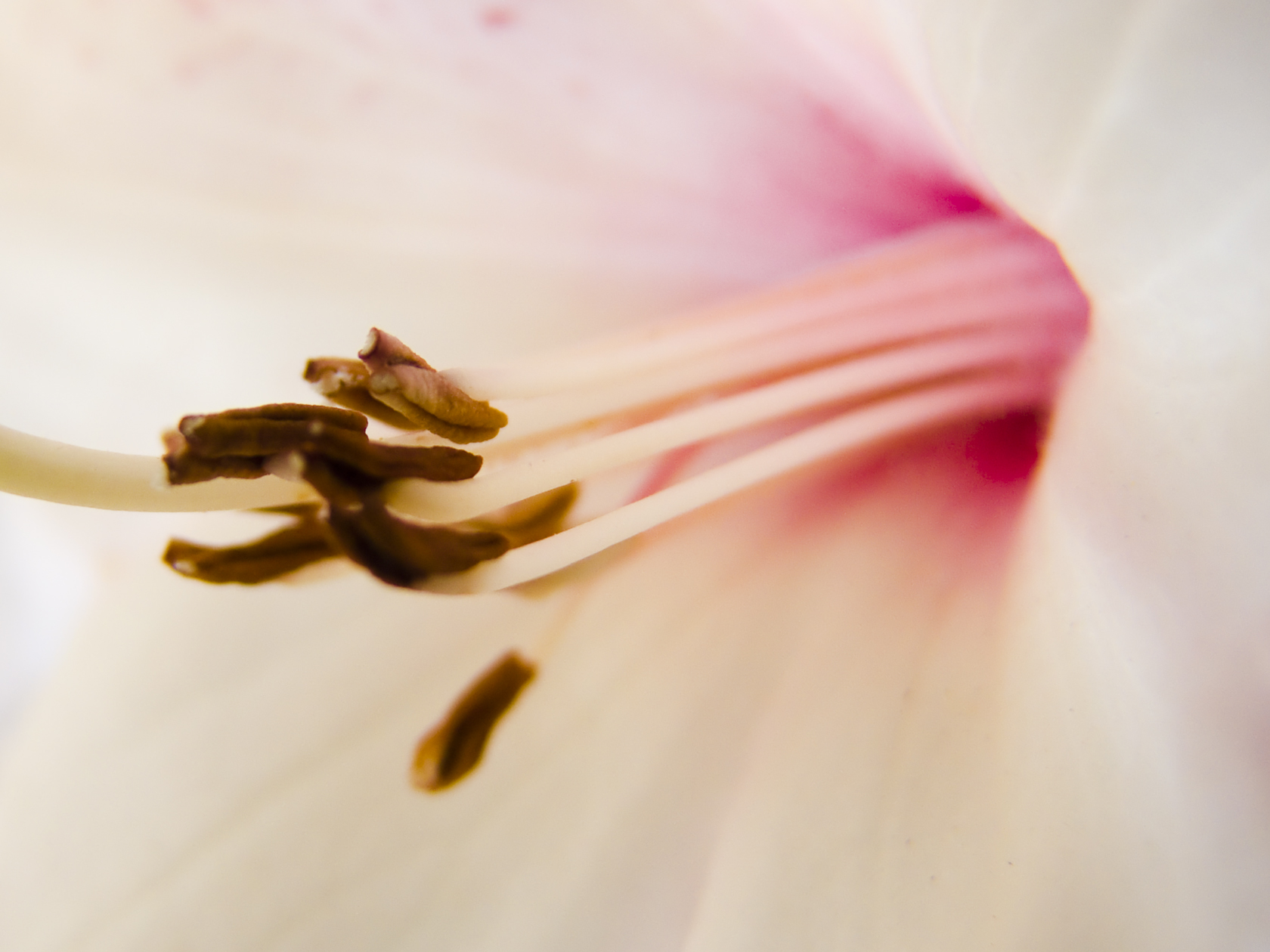 Fonds d'cran Nature Fleurs 