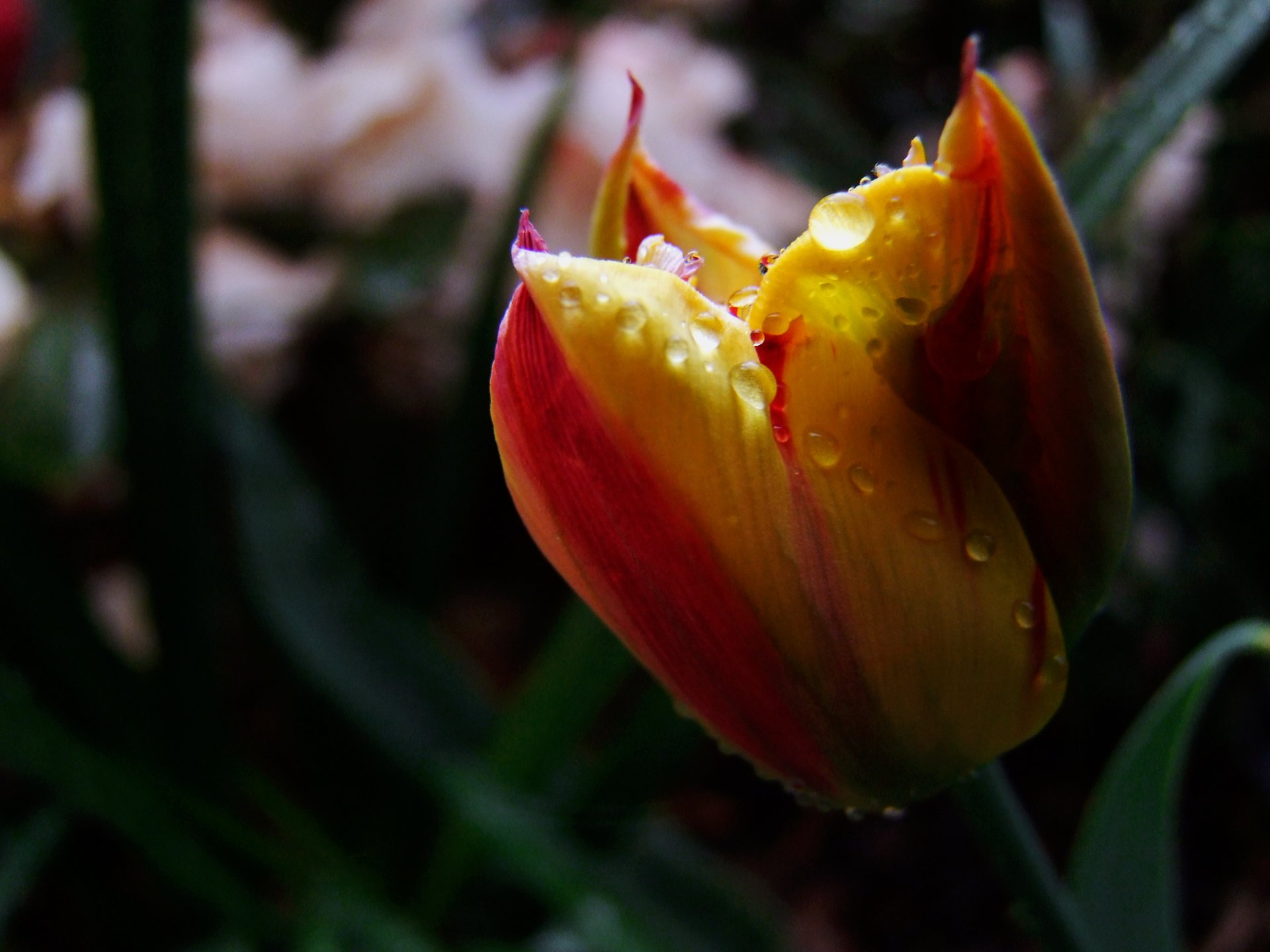 Fonds d'cran Nature Fleurs 