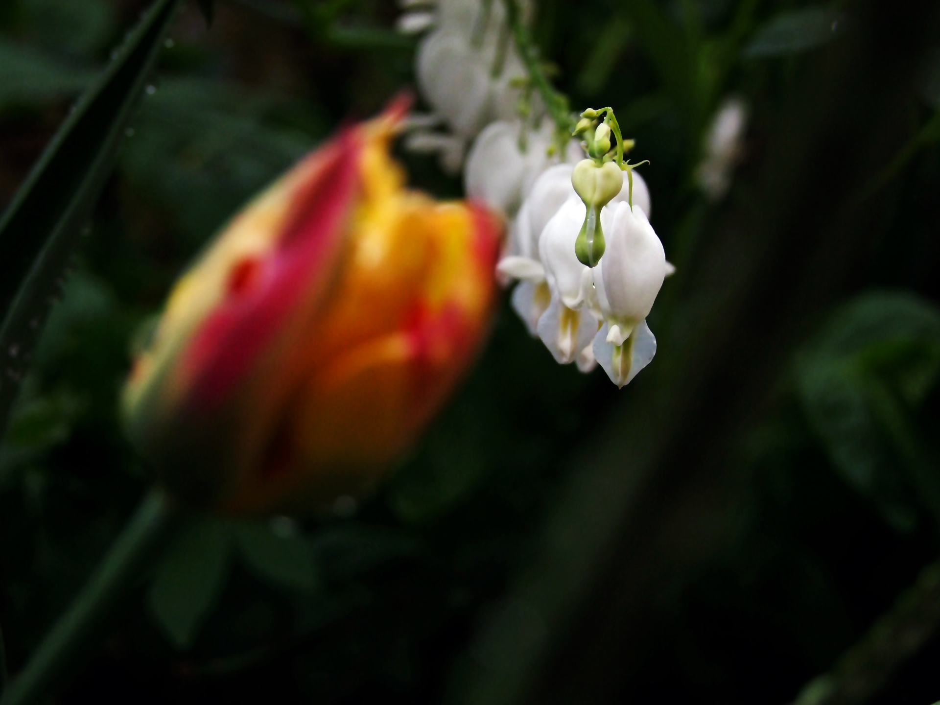 Fonds d'cran Nature Fleurs 