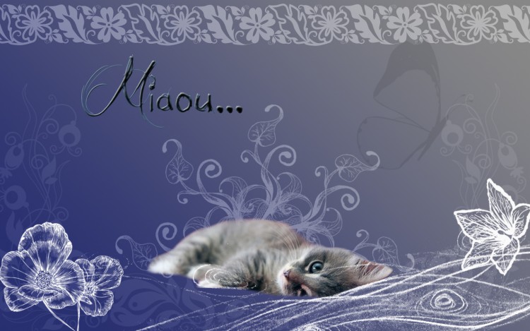 Fonds d'cran Animaux Chats - Chatons Wallpaper N279495