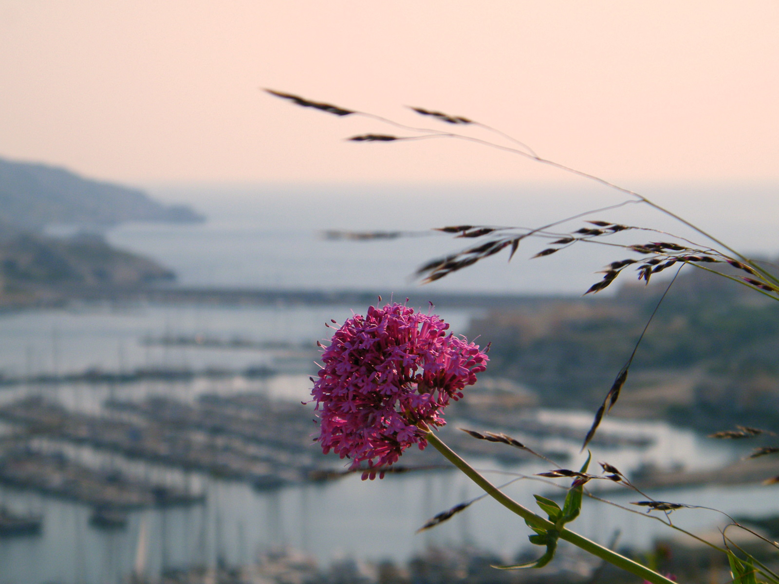 Fonds d'cran Nature Fleurs fleur sur belle vue