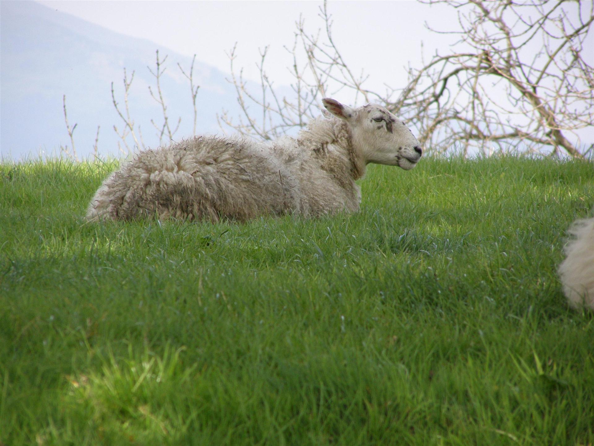 Wallpapers Animals Sheeps Dunoon, Scotland