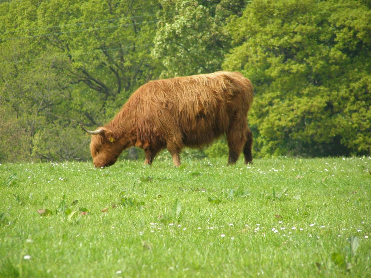 Wallpapers Animals Cows - Bulls - Beef Dunnon, Scotland