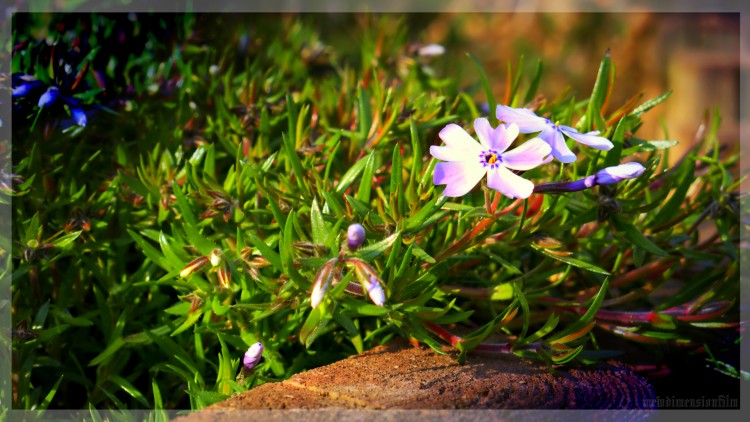 Fonds d'cran Nature Fleurs messager du printemps.