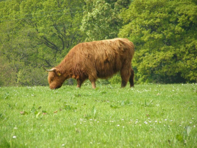 Fonds d'cran Animaux Vaches - Taureaux - Boeufs Dunnon, Scotland