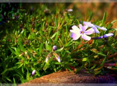 Fonds d'cran Nature messager du printemps.