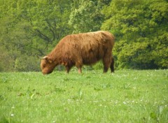 Fonds d'cran Animaux Dunnon, Scotland