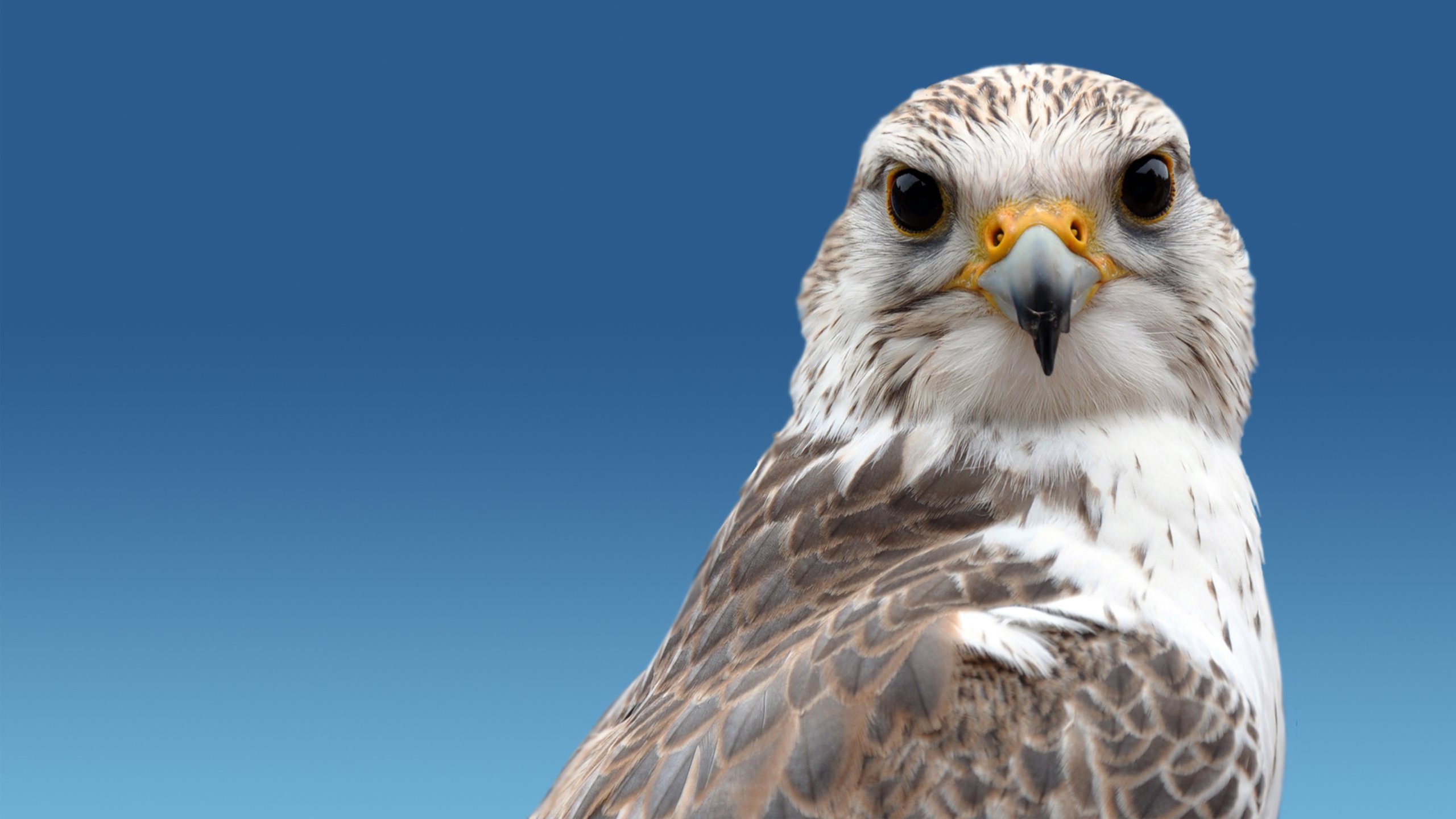 Wallpapers Animals Birds - Falcons Le faucon