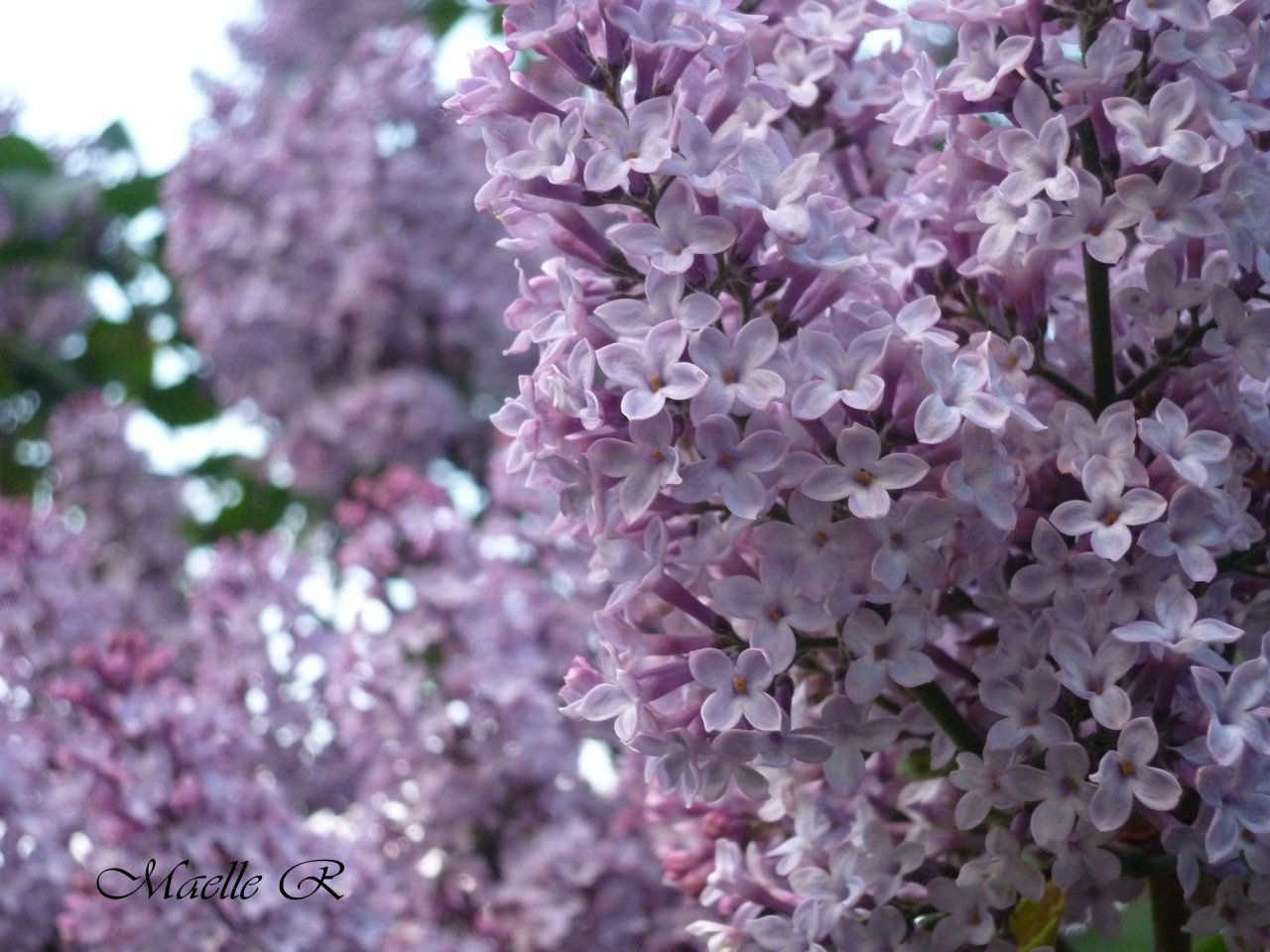 Fonds d'cran Nature Fleurs 