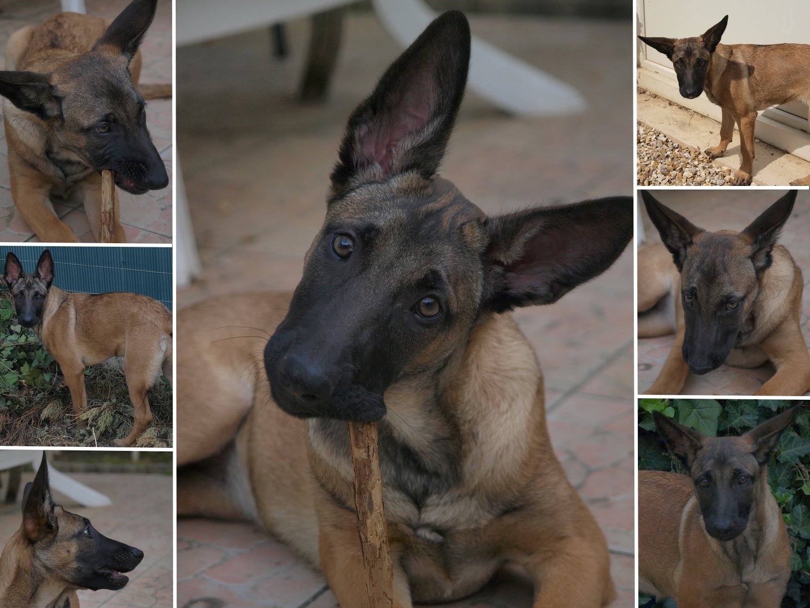 Wallpapers Animals Dogs Berger Malinois 4 mois