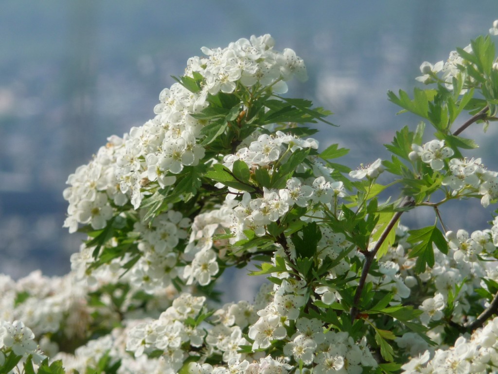 Fonds d'cran Nature Fleurs Prunus en Seine