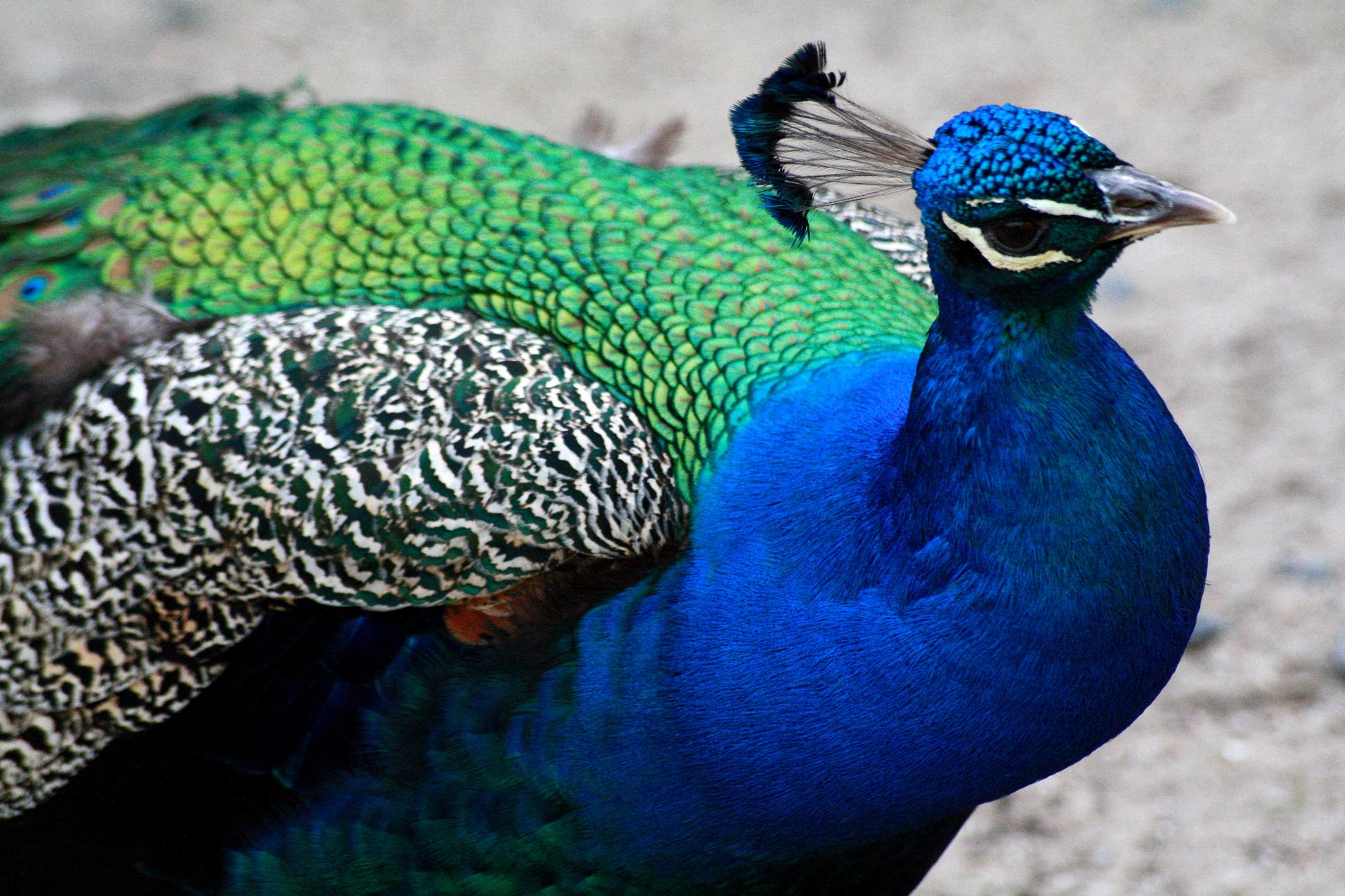 Wallpapers Animals Birds - Peacocks 