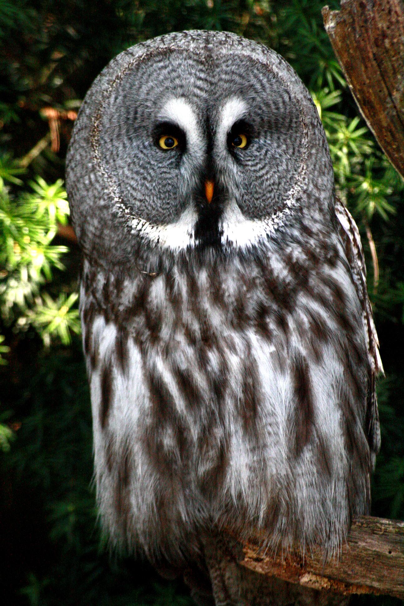 Wallpapers Animals Birds - Owls 