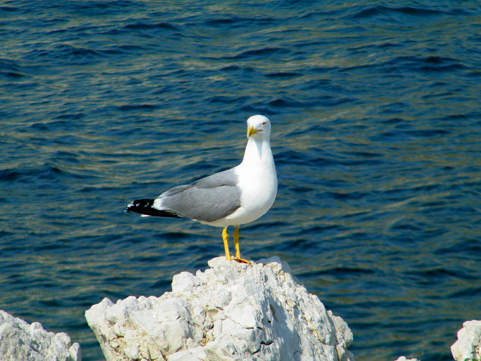 Wallpapers Animals Birds - Gulls perch sur son rocher